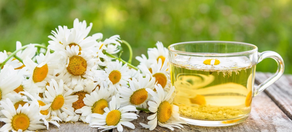 Chamomile Tea: A Complete Guide to Brewing, Benefits, and Side Effects –  Rugmam Tea